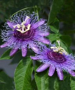Maypop Passionflower Live Plant - Set of 2, 4-6 Inch Tall, Purple Blooms, Outdoor Vine - Image 2