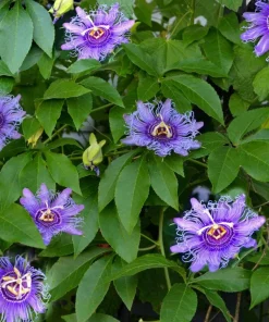 Maypop Passionflower Live Plant - Set of 2, 4-6 Inch Tall, Purple Blooms, Outdoor Vine - Image 3