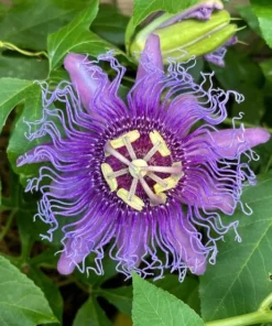 Maypop Passionflower Live Plants – Purple Passiflora Incarnata – Well Rooted 4-6 Inch Tall – 2 Pack Outdoor - Image 2