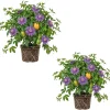 Maypop Passionflower Live Plants – Purple Passiflora Incarnata – Well Rooted 4-6 Inch Tall – 2 Pack Outdoor - Image 1