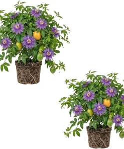 Maypop Passionflower Live Plants – Purple Passiflora Incarnata – Well Rooted 4-6 Inch Tall – 2 Pack Outdoor - Image 1