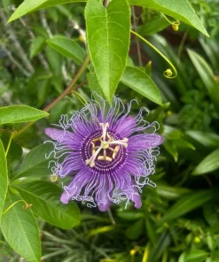 Maypop Passionflower Live Plants – Purple Passiflora Incarnata – Well Rooted 4-6 Inch Tall – 2 Pack Outdoor - Image 3