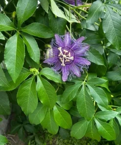 Maypop Passionflower Live Plants – Purple Passiflora Incarnata – Well Rooted 4-6 Inch Tall – 2 Pack Outdoor - Image 4