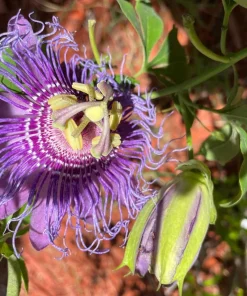 Maypop Passionflower Live Plants – Purple Passiflora Incarnata – Well Rooted 4-6 Inch Tall – 2 Pack Outdoor - Image 5