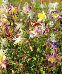McKana's Giant Columbine Seeds - Mixed Colors Aquilegia Hybrida - 50 Seeds - Image 10
