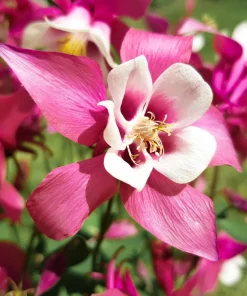 McKana's Giant Columbine Seeds - Mixed Colors Aquilegia Hybrida - 50 Seeds - Image 11