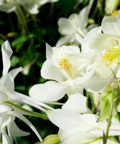 McKana's Giant Columbine Seeds - Mixed Colors Aquilegia Hybrida - 50 Seeds - Image 12
