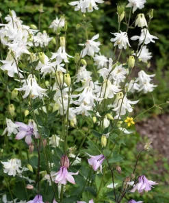 McKana's Giant Columbine Seeds - Mixed Colors Aquilegia Hybrida - 50 Seeds - Image 13