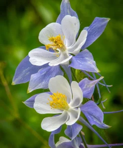 McKana's Giant Columbine Seeds - Mixed Colors Aquilegia Hybrida - 50 Seeds - Image 14