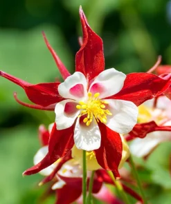 McKana's Giant Columbine Seeds - Mixed Colors Aquilegia Hybrida - 50 Seeds - Image 15