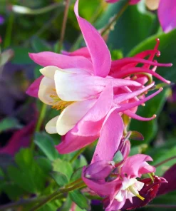 McKana's Giant Columbine Seeds - Mixed Colors Aquilegia Hybrida - 50 Seeds - Image 16