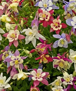 McKana's Giant Columbine Seeds - Mixed Colors Aquilegia Hybrida - 50 Seeds - Image 2