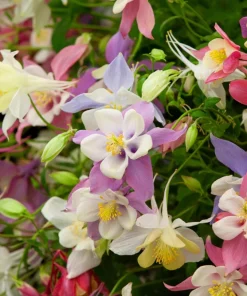 McKana's Giant Columbine Seeds - Mixed Colors Aquilegia Hybrida - 50 Seeds - Image 3