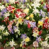 McKana's Giant Columbine Seeds - Mixed Colors Aquilegia Hybrida - 50 Seeds - Image 1