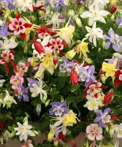 McKana's Giant Columbine Seeds - Mixed Colors Aquilegia Hybrida - 50 Seeds - Image 1