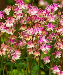 McKana's Giant Columbine Seeds - Mixed Colors Aquilegia Hybrida - 50 Seeds - Image 4