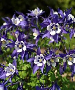 McKana's Giant Columbine Seeds - Mixed Colors Aquilegia Hybrida - 50 Seeds - Image 5