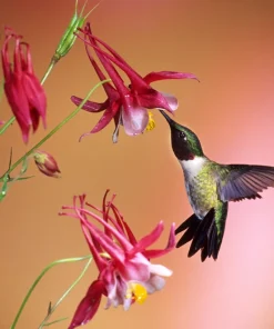McKana's Giant Columbine Seeds - Mixed Colors Aquilegia Hybrida - 50 Seeds - Image 6