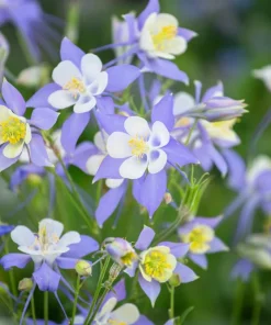 McKana's Giant Columbine Seeds - Mixed Colors Aquilegia Hybrida - 50 Seeds - Image 7