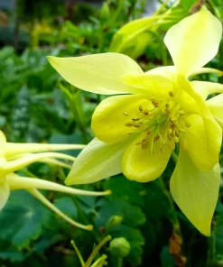 McKana's Giant Columbine Seeds - Mixed Colors Aquilegia Hybrida - 50 Seeds - Image 8