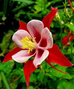 McKana's Giant Columbine Seeds - Mixed Colors Aquilegia Hybrida - 50 Seeds - Image 9