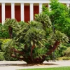 Mediterranean Fan Palm Seeds - 5 Count Chamaerops Humilis Dwarf Tree Shrub - Image 1