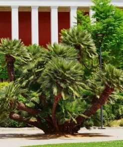 Mediterranean Fan Palm Seeds - 5 Count Chamaerops Humilis Dwarf Tree Shrub - Image 1