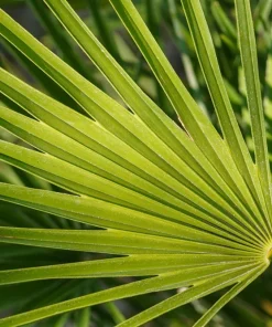Mediterranean Fan Palm Seeds - 5 Count Chamaerops Humilis Dwarf Tree Shrub - Image 10