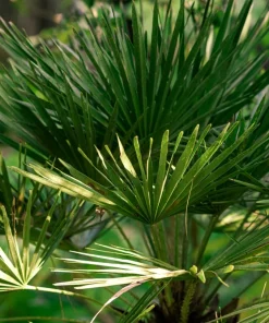 Mediterranean Fan Palm Seeds - 5 Count Chamaerops Humilis Dwarf Tree Shrub - Image 11