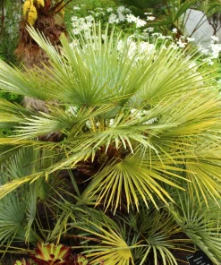 Mediterranean Fan Palm Seeds - 5 Count Chamaerops Humilis Dwarf Tree Shrub - Image 12