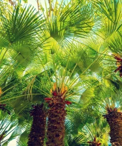 Mediterranean Fan Palm Seeds - 5 Count Chamaerops Humilis Dwarf Tree Shrub - Image 13