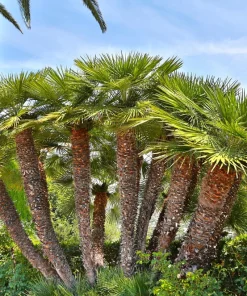 Mediterranean Fan Palm Seeds - 5 Count Chamaerops Humilis Dwarf Tree Shrub - Image 2