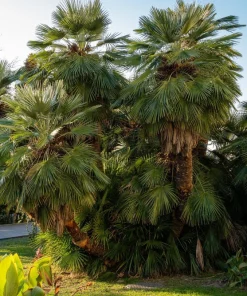 Mediterranean Fan Palm Seeds - 5 Count Chamaerops Humilis Dwarf Tree Shrub - Image 3