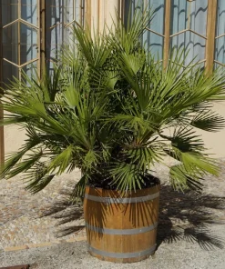 Mediterranean Fan Palm Seeds - 5 Count Chamaerops Humilis Dwarf Tree Shrub - Image 4