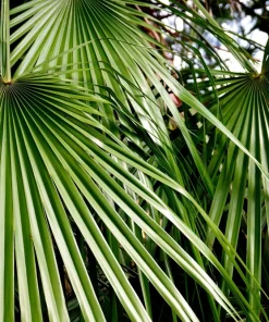 Mediterranean Fan Palm Seeds - 5 Count Chamaerops Humilis Dwarf Tree Shrub - Image 5