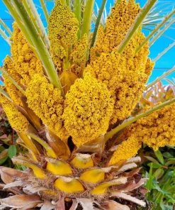 Mediterranean Fan Palm Seeds - 5 Count Chamaerops Humilis Dwarf Tree Shrub - Image 6
