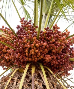 Mediterranean Fan Palm Seeds - 5 Count Chamaerops Humilis Dwarf Tree Shrub - Image 7