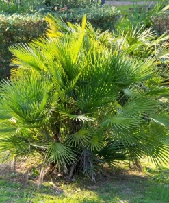Mediterranean Fan Palm Seeds - 5 Count Chamaerops Humilis Dwarf Tree Shrub - Image 8
