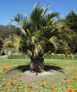 Mediterranean Fan Palm Seeds - 5 Count Chamaerops Humilis Dwarf Tree Shrub - Image 9