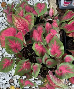 Medium Indoor Live Houseplant in Pot - Easy Care Tropical Decorative Plant - Image 3