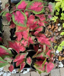 Medium Indoor Live Houseplant in Pot - Easy Care Tropical Decorative Plant - Image 4