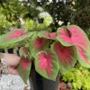 Medium Indoor Live Houseplant in Pot - Easy Care Tropical Decorative Plant - Image 1