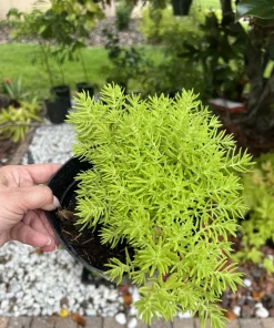 Medium Sedum Live Plant with Pot - Easy Care Stonecrop Succulent - Image 2