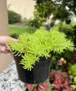 Medium Sedum Live Plant with Pot - Easy Care Stonecrop Succulent - Image 1