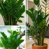 Medium ZZ Plant Live Houseplant - Zamioculcas zamiifolia in Pot - Image 1