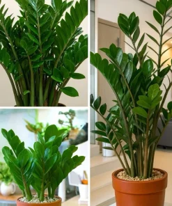 Medium ZZ Plant Live Houseplant - Zamioculcas zamiifolia in Pot - Image 1