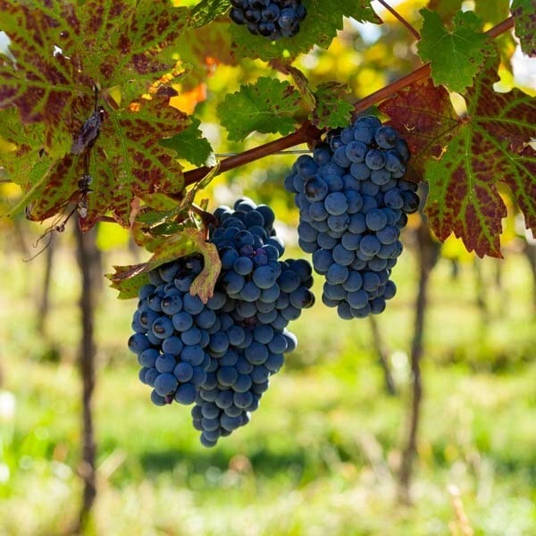 Merlot Wine Grape Vine Plant - 1-2 Year Old Live Plant - Well Rooted - Image 2