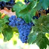 Merlot Wine Grape Vine Plant - 1-2 Year Old Live Plant - Well Rooted - Image 1