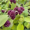 Mexican Beautyberry, Black Beutyberry - Callicarpa acuminata - Live Plant in 4 Inch Pot - Image 1