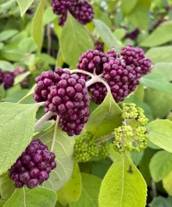 Mexican Beautyberry, Black Beutyberry - Callicarpa acuminata - Live Plant in 4 Inch Pot - Image 1